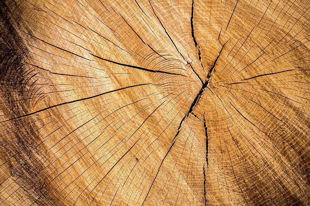 Wir erklären Holzfachbegriffe verständlich: Splintholz